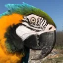 ninepunch