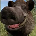 hasan6464
