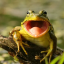 frog054215