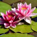 silentgarden_org