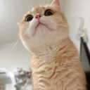 avatar ari