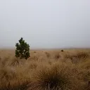 fiery_panda_31471 avatar