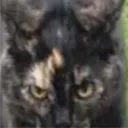 .tabby_cat