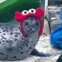 sealzistuff
