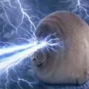 sealzistuff