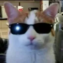 swagcat2. avatar