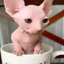 calmchinchilla