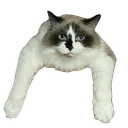 nyanchunkeh