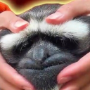 avatar Persona 5 is just a cheap manga