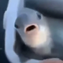 pfp