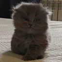 jaskalicious