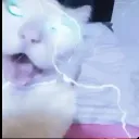 mysterious_pony_59804 avatar