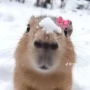 capybara05108 avatar