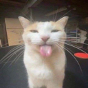 avatar ERS/comet.catboy