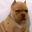 losyoniiisdicenyoniii avatar