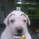 perrofino02063 avatar