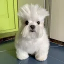 dracularaaaa_94719 avatar