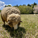 kurogoma