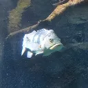 zwirni