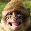 monkeydonky_100 avatar