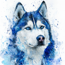 huskyのアイコン