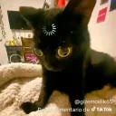 bobesponja_34 avatar