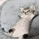 Аватар yaebysobakvsegdaa