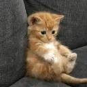 emanuel.19892013 avatar