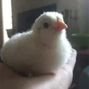 chiccen