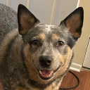 yesdog96#4203's avatar