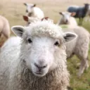 sheepybopeepy