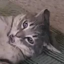 hahafarts