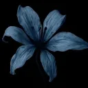 pollito_conpapa23 avatar