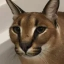 iamahhhhhhhhhhhhhhhjj avatar