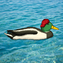 lucpas_canard_officiel