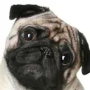 Profilbild von Gordon
