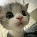 .pina_88