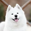 cyberdwellerdog