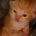 cluelessbehavior16#0 avatar