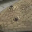 dziobat