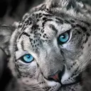 snowball731
