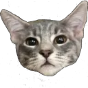 wilplz