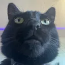 bloodyfuzzychaos