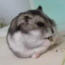 orznull