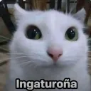 pashadito_de_rosca avatar