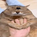 quesoelobezo