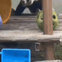 elwarpanda