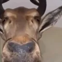 .not.a.horse