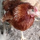 chickenyoga_gt