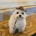 dante_redgrave01 avatar